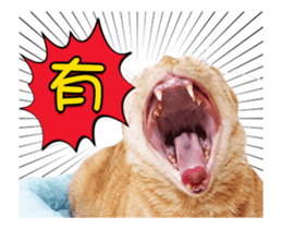 Cats TNR sticker #14652260