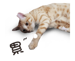 Cats TNR sticker #14652261