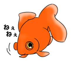 Goldfishes! sticker #14652857