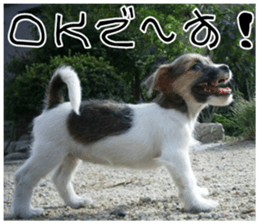 MIEDOG Jack Russell terrier sticker 7 sticker #14654302