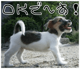 MIEDOG Jack Russell terrier sticker 7 sticker #14654302