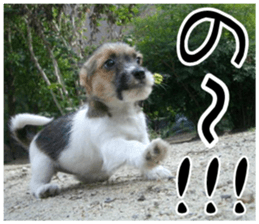 MIEDOG Jack Russell terrier sticker 7 sticker #14654303