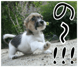 MIEDOG Jack Russell terrier sticker 7 sticker #14654303