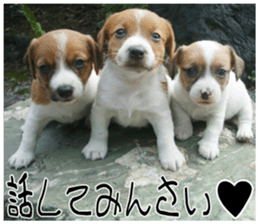 MIEDOG Jack Russell terrier sticker 7 sticker #14654304