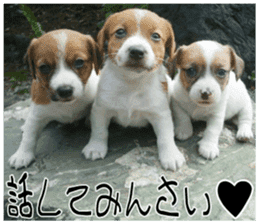 MIEDOG Jack Russell terrier sticker 7 sticker #14654304