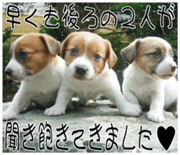 MIEDOG Jack Russell terrier sticker 7 sticker #14654305