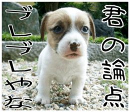 MIEDOG Jack Russell terrier sticker 7 sticker #14654306