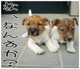 MIEDOG Jack Russell terrier sticker 7 sticker #14654307