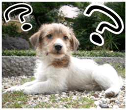 MIEDOG Jack Russell terrier sticker 7 sticker #14654308