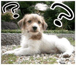 MIEDOG Jack Russell terrier sticker 7 sticker #14654308