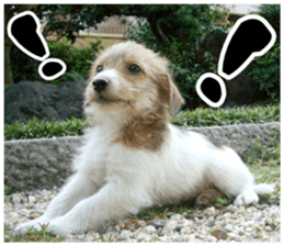 MIEDOG Jack Russell terrier sticker 7 sticker #14654309