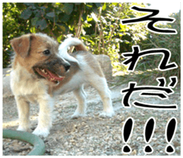 MIEDOG Jack Russell terrier sticker 7 sticker #14654310