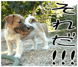 MIEDOG Jack Russell terrier sticker 7 sticker #14654310