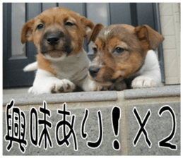 MIEDOG Jack Russell terrier sticker 7 sticker #14654311