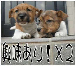 MIEDOG Jack Russell terrier sticker 7 sticker #14654311