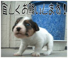 MIEDOG Jack Russell terrier sticker 7 sticker #14654312
