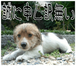 MIEDOG Jack Russell terrier sticker 7 sticker #14654313