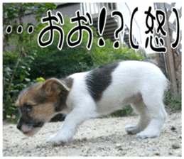 MIEDOG Jack Russell terrier sticker 7 sticker #14654314
