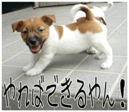 MIEDOG Jack Russell terrier sticker 7 sticker #14654315