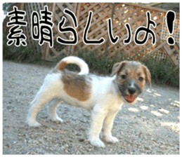 MIEDOG Jack Russell terrier sticker 7 sticker #14654316