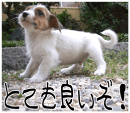 MIEDOG Jack Russell terrier sticker 7 sticker #14654317