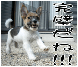 MIEDOG Jack Russell terrier sticker 7 sticker #14654318