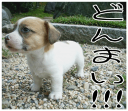 MIEDOG Jack Russell terrier sticker 7 sticker #14654319