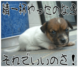 MIEDOG Jack Russell terrier sticker 7 sticker #14654320