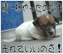 MIEDOG Jack Russell terrier sticker 7 sticker #14654320