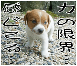 MIEDOG Jack Russell terrier sticker 7 sticker #14654321