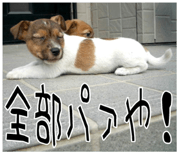 MIEDOG Jack Russell terrier sticker 7 sticker #14654322