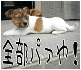 MIEDOG Jack Russell terrier sticker 7 sticker #14654322