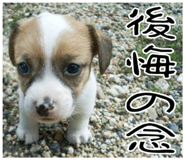 MIEDOG Jack Russell terrier sticker 7 sticker #14654323