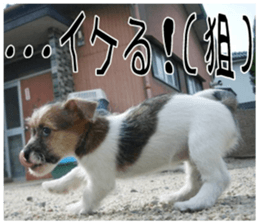 MIEDOG Jack Russell terrier sticker 7 sticker #14654324