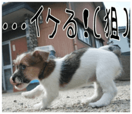 MIEDOG Jack Russell terrier sticker 7 sticker #14654324