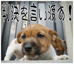 MIEDOG Jack Russell terrier sticker 7 sticker #14654325