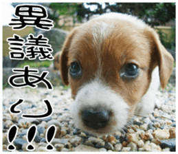 MIEDOG Jack Russell terrier sticker 7 sticker #14654326