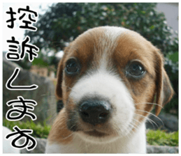 MIEDOG Jack Russell terrier sticker 7 sticker #14654327