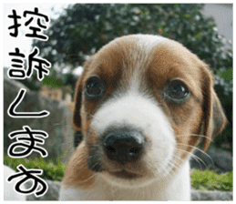 MIEDOG Jack Russell terrier sticker 7 sticker #14654327