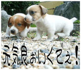 MIEDOG Jack Russell terrier sticker 7 sticker #14654328