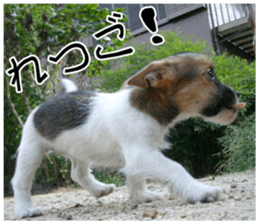 MIEDOG Jack Russell terrier sticker 7 sticker #14654329