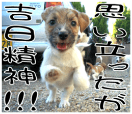 MIEDOG Jack Russell terrier sticker 7 sticker #14654330