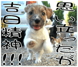 MIEDOG Jack Russell terrier sticker 7 sticker #14654330