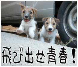 MIEDOG Jack Russell terrier sticker 7 sticker #14654332