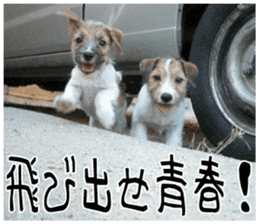 MIEDOG Jack Russell terrier sticker 7 sticker #14654332