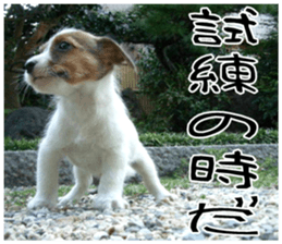 MIEDOG Jack Russell terrier sticker 7 sticker #14654333