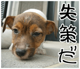 MIEDOG Jack Russell terrier sticker 7 sticker #14654334