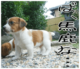 MIEDOG Jack Russell terrier sticker 7 sticker #14654335