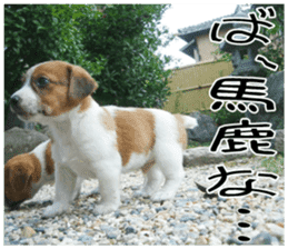 MIEDOG Jack Russell terrier sticker 7 sticker #14654335