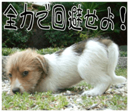 MIEDOG Jack Russell terrier sticker 7 sticker #14654336